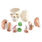 QWORK Human Skull and Brain Anatomy Model, 11 Parts, Life Size, Numbered, Anatomically Accurate, for Science Teaching Learning