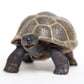 Safari Ltd. Tortoise Baby Figurine - Detailed 5.5" Plastic Model Figure - Fun Educational Play Toy for Boys, Girls & Kids Ages 18M+