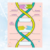 Roylco DNA Builder - Back to School Interactive DNA Model Kit for Kids, Hands-On STEM Activity for Classrooms, Science Centers & Homeschool Learning