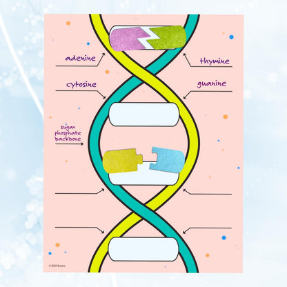 Roylco DNA Builder - Back to School Interactive DNA Model Kit for Kids, Hands-On STEM Activity for Classrooms, Science Centers & Homeschool Learning