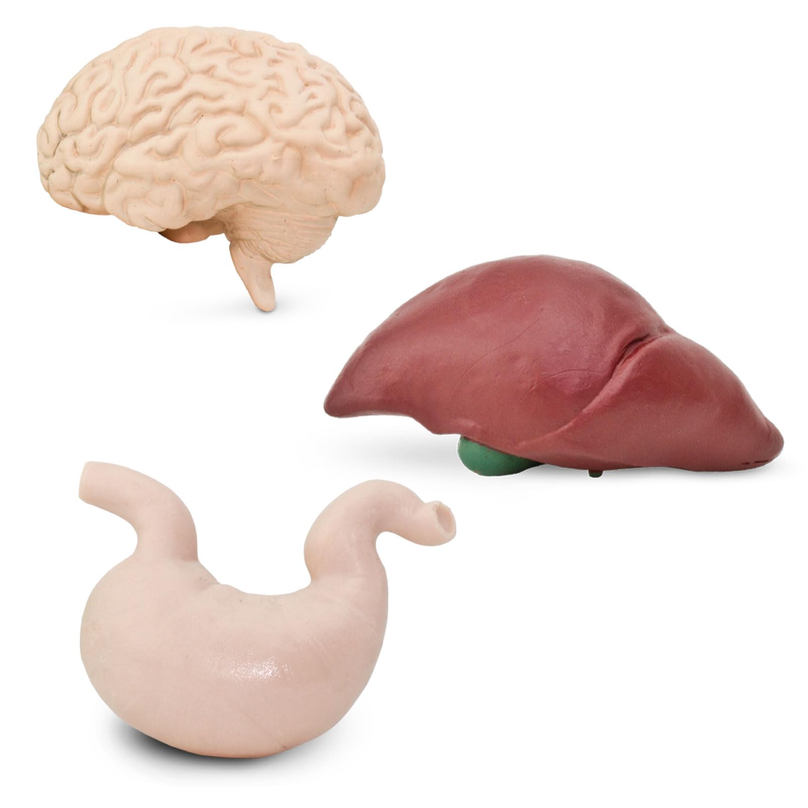 Safari Ltd. Human Organs TOOB - 8 Mini Figurines Including Brain, Heart, Lungs, Liver, Kidneys, Stomach, and Intestines - Anatomy Educational Toy