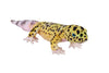 Wild Republic Living Earth Leopard Gecko Stuffed Animal - 24"