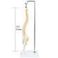 Axis Scientific 15.5" Miniature Spine Model, Vertebrae