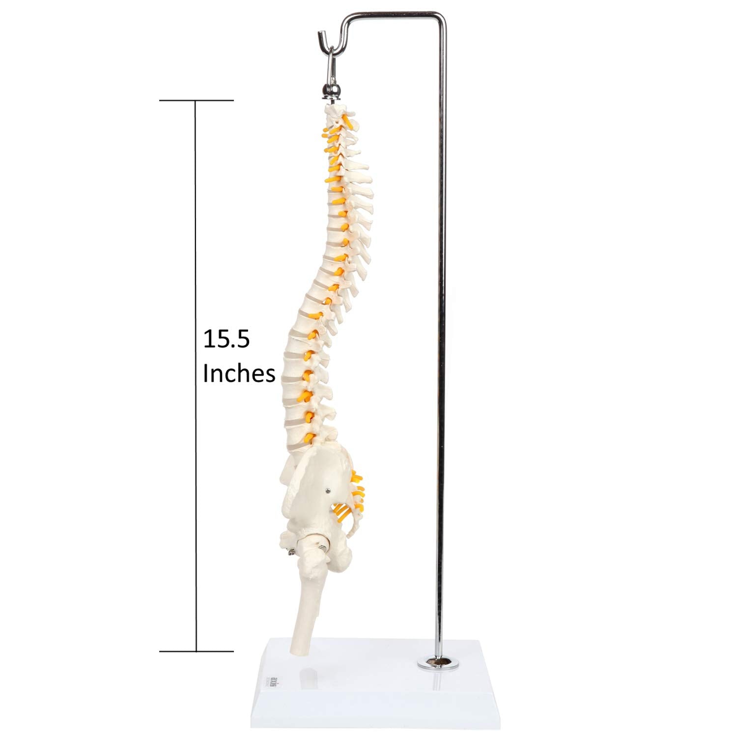 Axis Scientific 15.5" Miniature Spine Model, Vertebrae