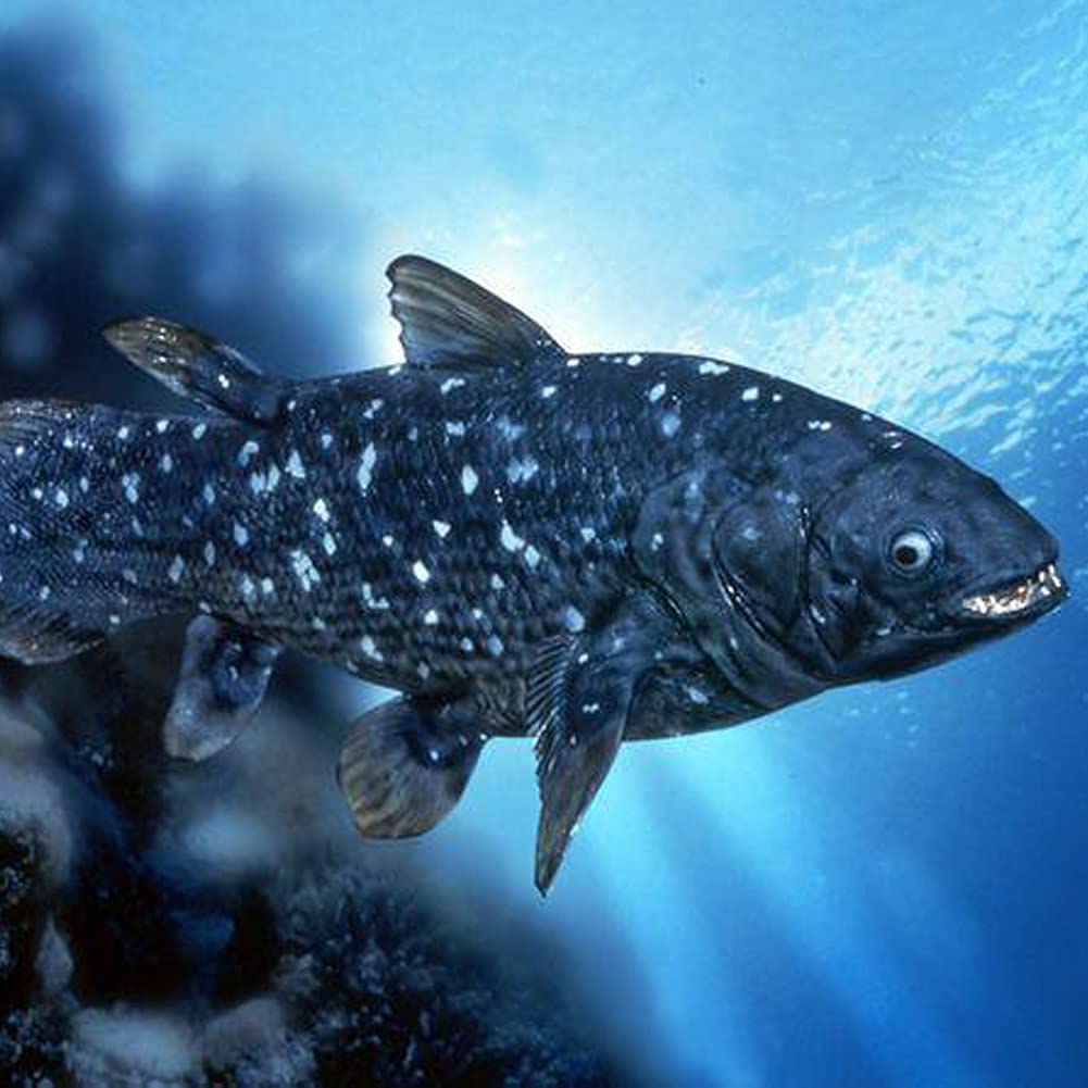 ZHONGXIN MADE Simulation Coelacanth Fish Plush Toy - 16" Blue Realistic Fish Stuffed Toys, Super Soft Realistic Sea Simulation Coelacanth Fish Dolls