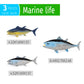GUFOPONAS Large Bluefin Tuna Fish Toy Family 3PCS Plastic Actias Ningpoana Sea Animal Figures Ocean Animals Figurines Bath Toy Shark Figurines Fish