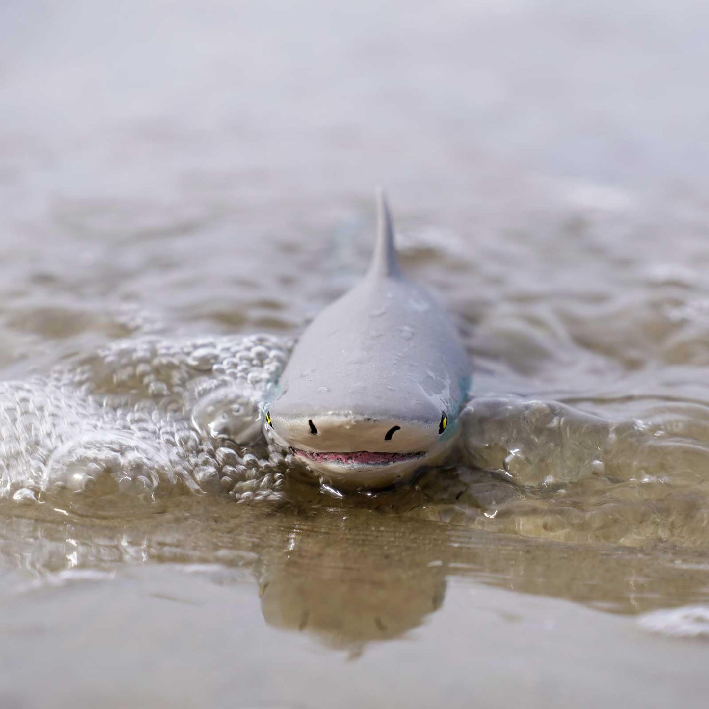 Safari Ltd. Bull Shark Figurine - Realistic 5.75" Hand-Painted Aquatic Figure - Educational Toy For Boys, Girls & Kids Ages 3+