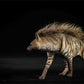 1/6 Africa Striped Hyaena Figure Realistic Educational Hyaenidae Animal Model Resin Collector Home Decoration Birthday Gift