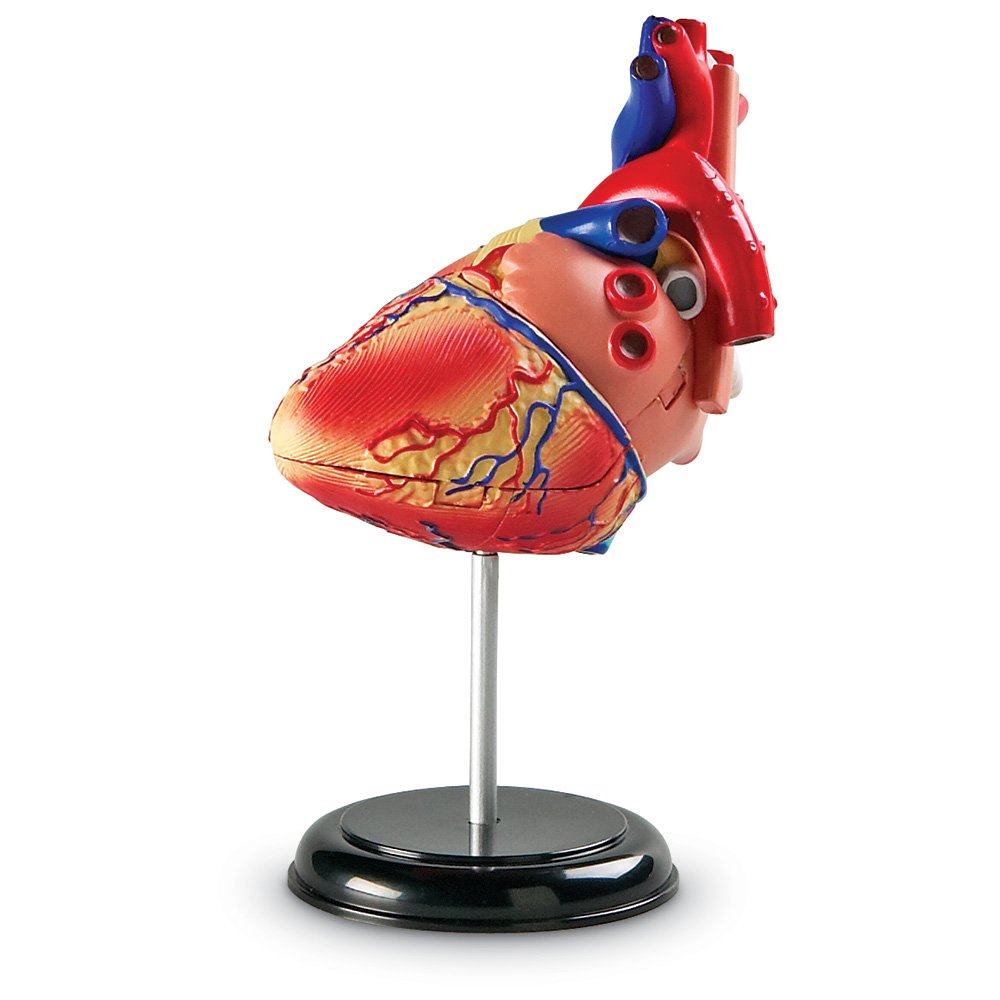 Learning Resources Human Heart Model, Anatomy and Science Classroom Must Haves, Body Model, STEM Study Tools, Back to School Kits, Homeschool Gifts