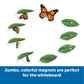 Learning Resources Giant Magnetic Butterfly Life Cycle - Write-and-Wipe Teaching Aids and STEM Decor, Butterfly Life Cycle Models, Dry Erase