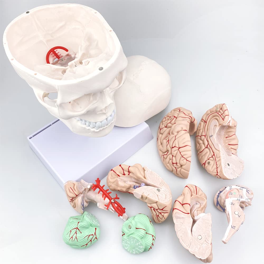 Human Skull and Brain Anatomy Model Life-Size