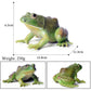 DOYIFUN Simulated Tree Frog Model Figure Toy, Realistic Bullfrog Figurines Collection Playset Science Educational Props