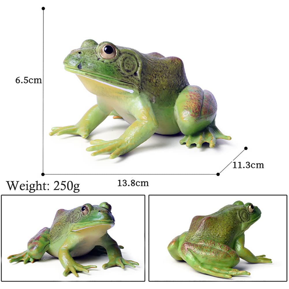 DOYIFUN Simulated Tree Frog Model Figure Toy, Realistic Bullfrog Figurines Collection Playset Science Educational Props
