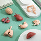 Liberty Imports 8 PCS Human Organs Toy Body Parts Figurines - 3D Mini Anatomy Model Realistic Teaching Prop - Brain, Heart, Lung, Liver, Stomach