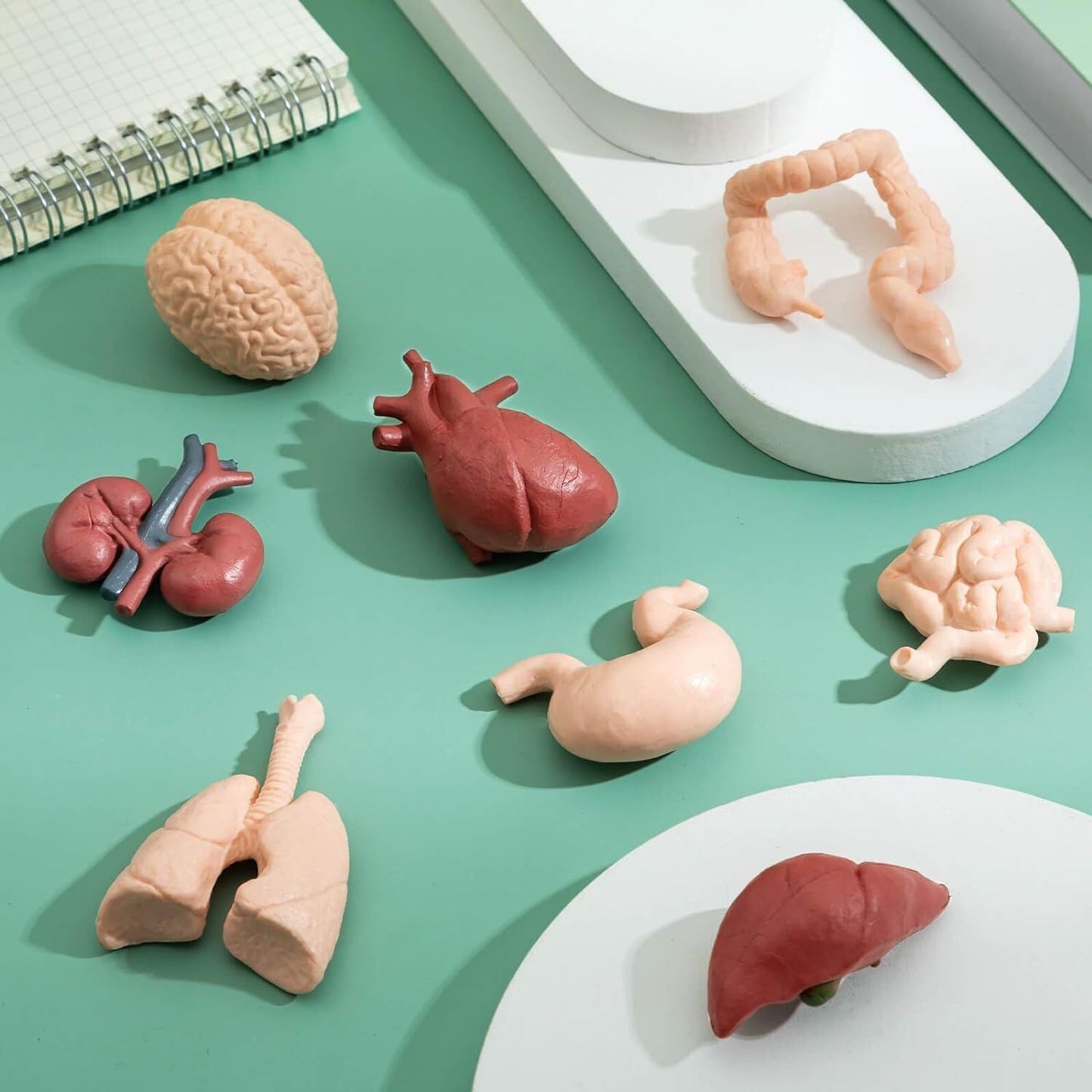 Liberty Imports 8 PCS Human Organs Toy Body Parts Figurines - 3D Mini Anatomy Model Realistic Teaching Prop - Brain, Heart, Lung, Liver, Stomach