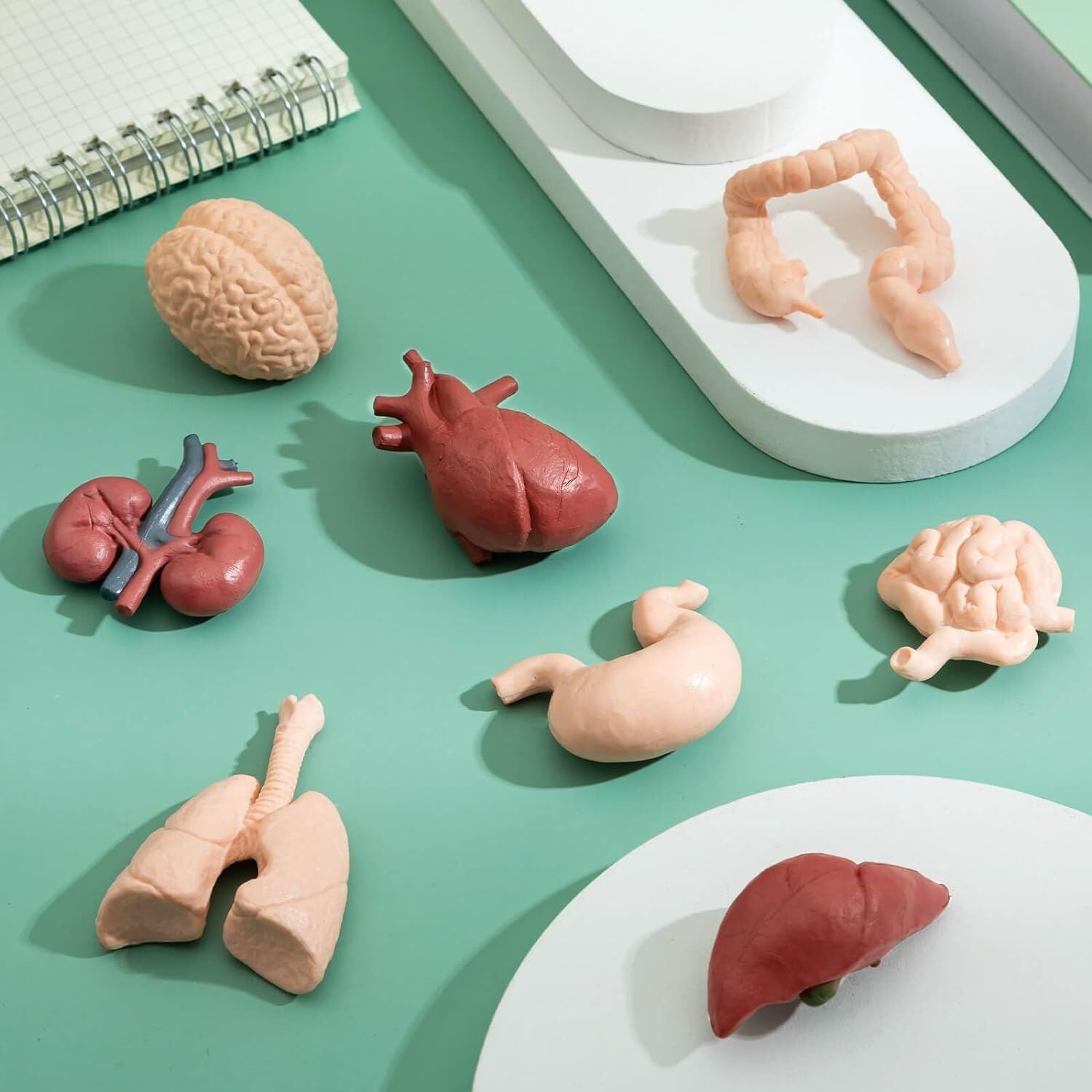 Liberty Imports 8 PCS Human Organs Toy Body Parts Figurines - 3D Mini Anatomy Model Realistic Teaching Prop - Brain, Heart, Lung, Liver, Stomach