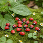 XYSRXWY 20PCS Realistic Ladybug Figurines - 1 Inch Resin Garden Decor for Fairy Gardens, DIY Terrariums, Dollhouse Miniatures and Outdoor Landscape