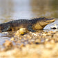 Safari Ltd. Alligator Figurine - Detailed 10.5" Plastic Gator Figure - Fun Educational Play Toy for Boys, Girls and Kids Ages 1+