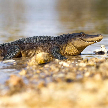 Safari Ltd. Alligator Figurine - Detailed 10.5" Plastic Gator Figure - Fun Educational Play Toy for Boys, Girls and Kids Ages 1+