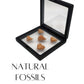 Authentic Shark Teeth Fossils with Collection Box & Magnifier (Crow Shark Teeths)