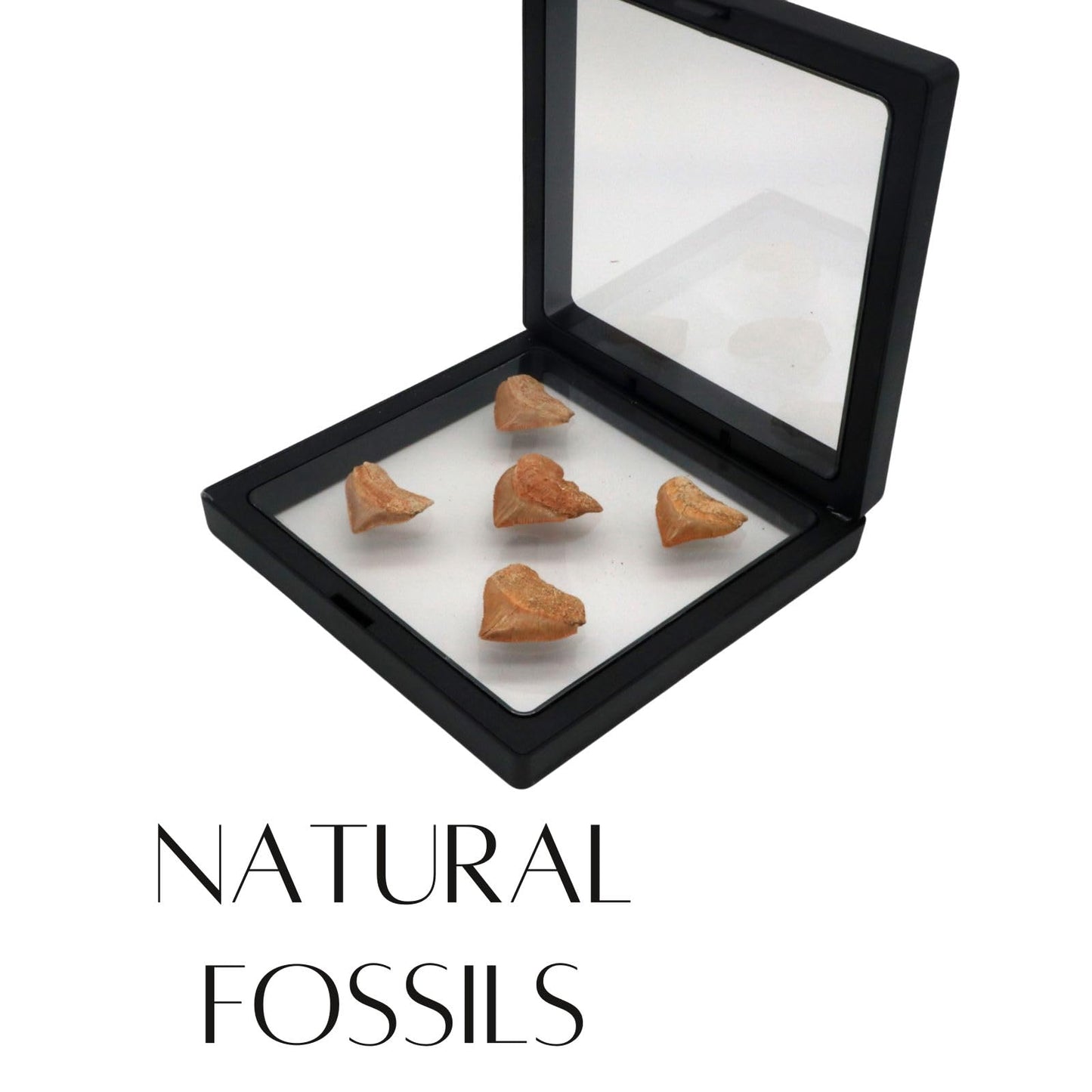 Authentic Shark Teeth Fossils with Collection Box & Magnifier (Crow Shark Teeths)