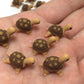 Mr_air_thai_Miniature Lot of 12 Miniature Turtle Fairy Garden Supplies Animal Figurine Furniture Dollhouse DIY GD#003