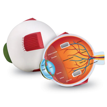 Learning Resources Soft Foam Cross-Section Human Eye Model - 3D Model for Kids, Biology Classroom Supplies & Science Equipment, Human Anatomy