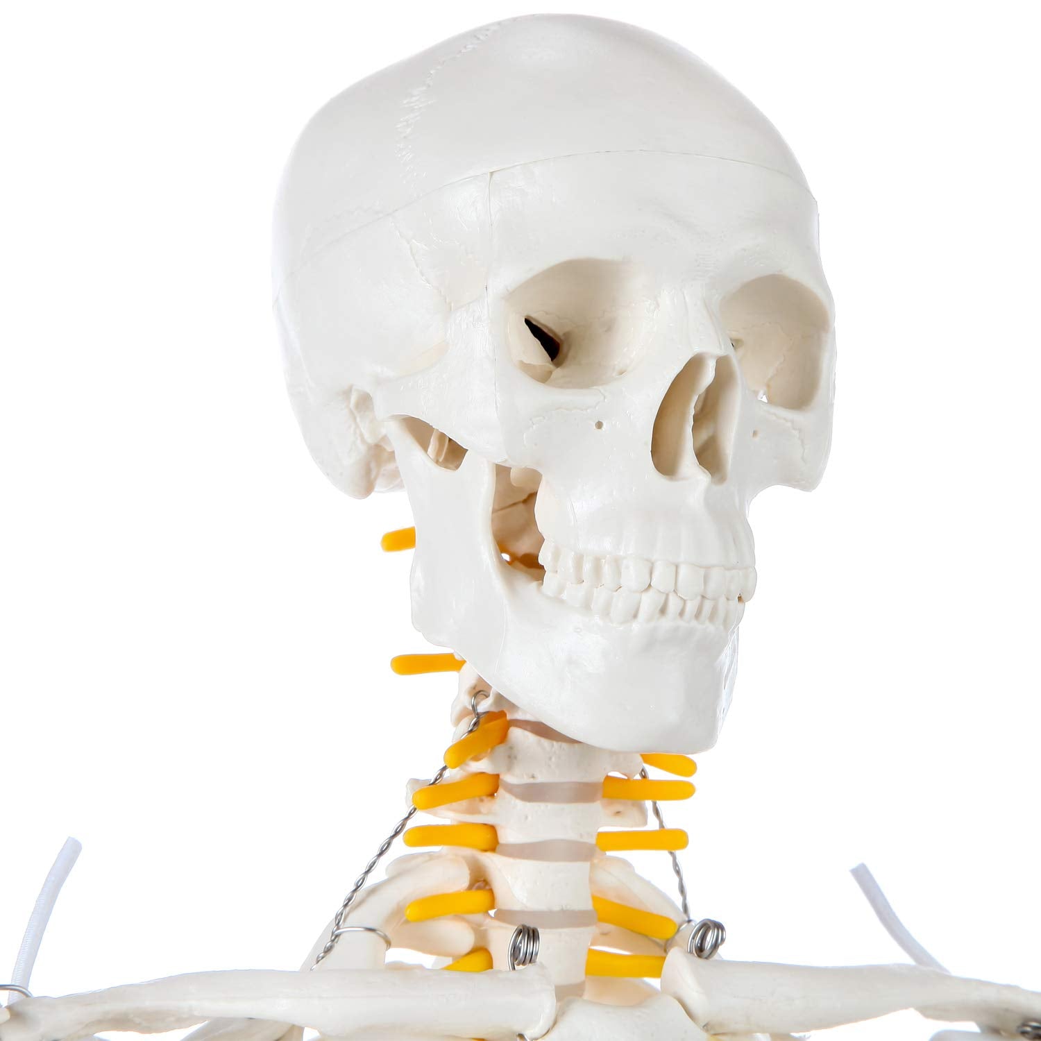 Axis Scientific Mini Human Skeleton Model with Metal Stand