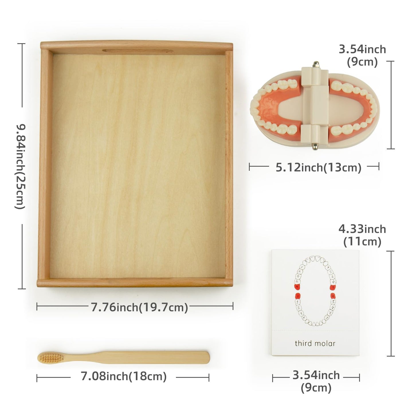 MEROCO Montessori Practical Life Teeth Model and Cards Teeth Brushing Toys