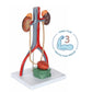 Axis Scientific Male Urinary System Model, Kidneys