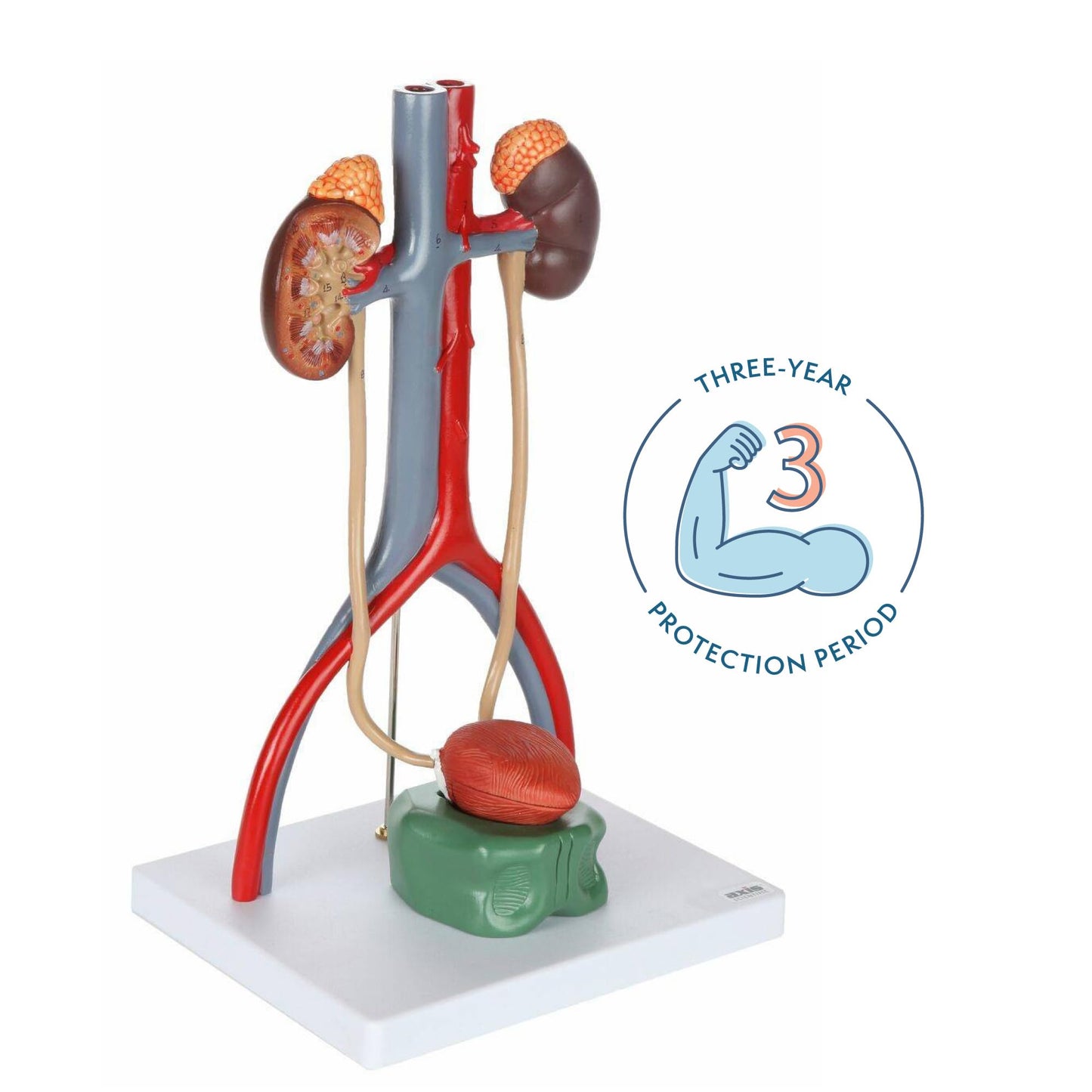 Axis Scientific Male Urinary System Model, Kidneys