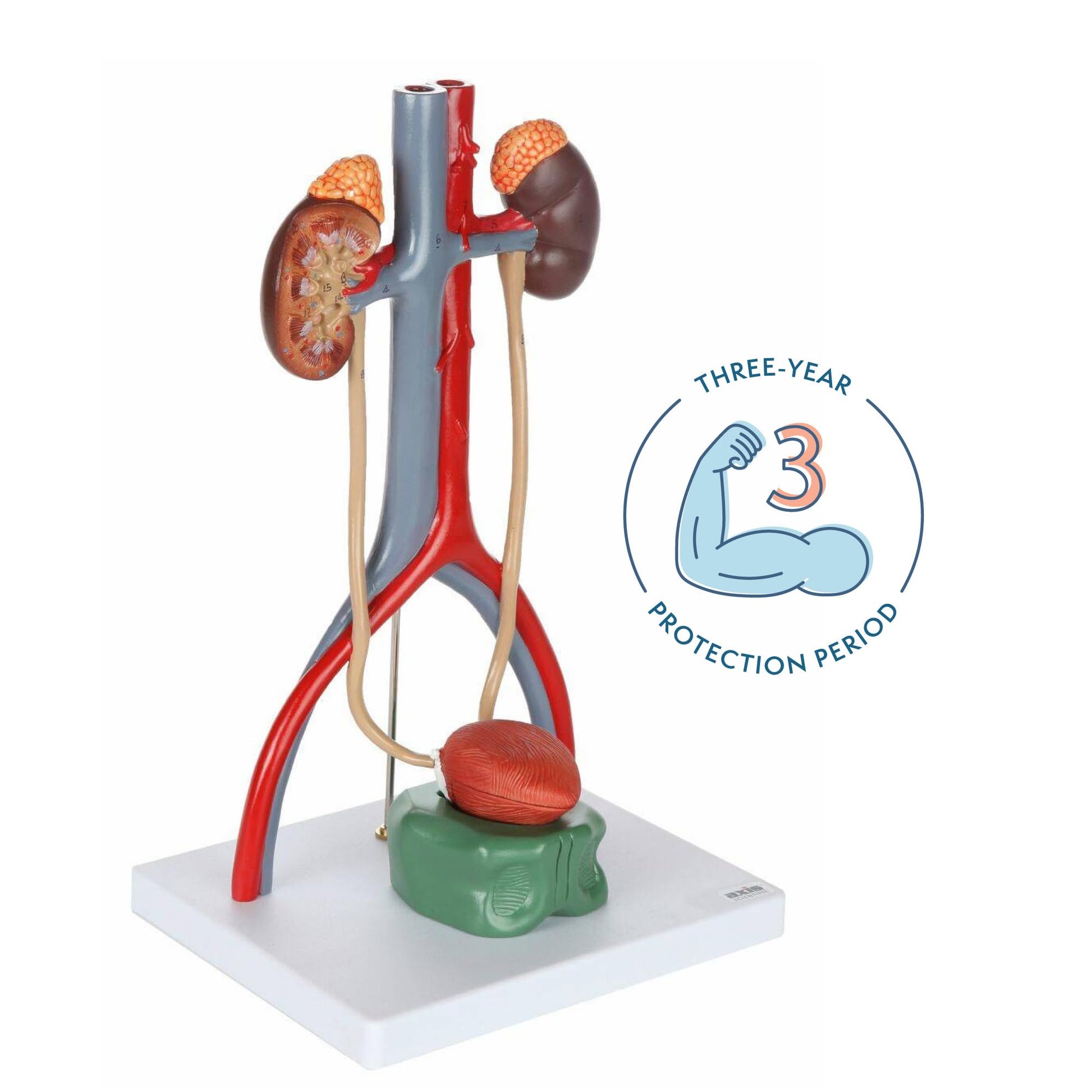 Axis Scientific Male Urinary System Model, Kidneys