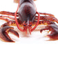 Safari Ltd. Maine Lobster Figurine - Realistic 8" Crustacean Figure - Educational Toy for Boys, Girls, and Kids Ages 3+