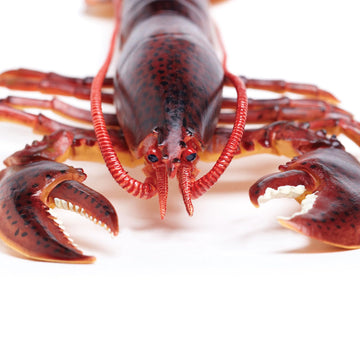 Safari Ltd. Maine Lobster Figurine - Realistic 8" Crustacean Figure - Educational Toy for Boys, Girls, and Kids Ages 3+
