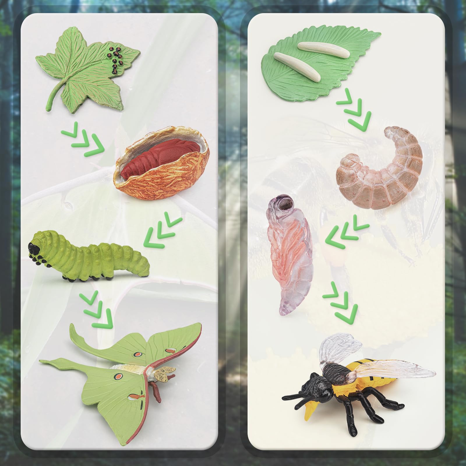 BRETOYIN Life Cycle of a Luna Moth and Bee - 8PCS Lifecycle Set Miniature Insect Lifecycle Collection Realistic Moth Family Educational Toy Figurines