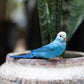 Safari Ltd. Blue Budgie Figurine - Detailed 3" Plastic Model Figure - Fun Educational Play Toy for Boys, Girls & Kids Ages 3+