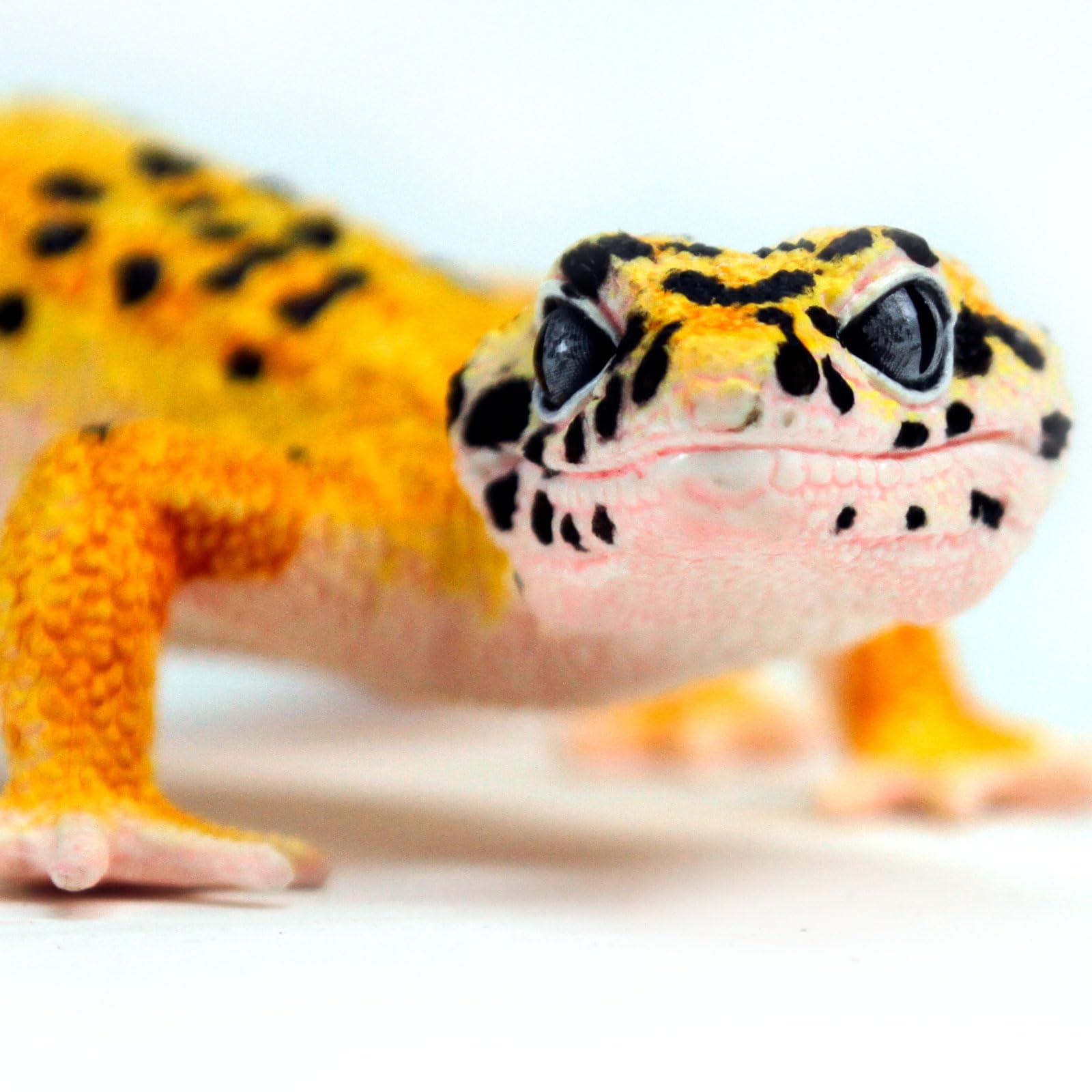 Safari Ltd. Leopard Gecko Figurine - Detailed 7" Plastic Reptile Figure - Educational Toy for Boys, Girls, and Kids Ages 3+