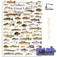 Heritage Puzzle - Fishes of The Great Lakes Region by Duane Raver & Ellen Edmundson 550 Piece Puzzles for Adults - Detailed Nature & Fishing Art
