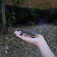 Safari Ltd. Komodo Dragon Figurine - Realistic 5.5" Reptile Figure - Educational Toy for Boys, Girls and Kids Ages 3+