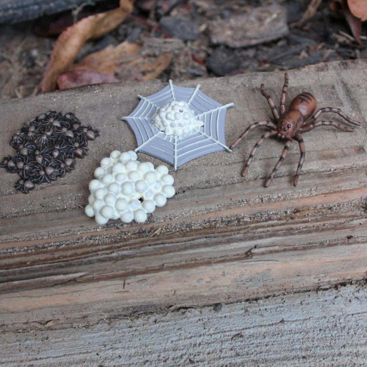Safari Ltd. Safariology Life Cycle Series Life Cycle of a Spider Toy Figure for Boys and Girls - Ages 3+