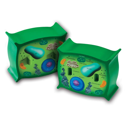 Learning Resources Cross-Section Plant Cell Model, Plant Anatomy, Science Classroom Accessories, 2 Foam Pieces