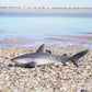 Safari Ltd. Gray Reef Shark Figurine - Detailed 6.25" Plastic Model Figure - Fun Educational Sea Life Play Toy for Boys, Girls & Kids Ages 3+