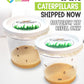 10 Live Caterpillars for Butterfly Kits, Painted Lady Refill with Food