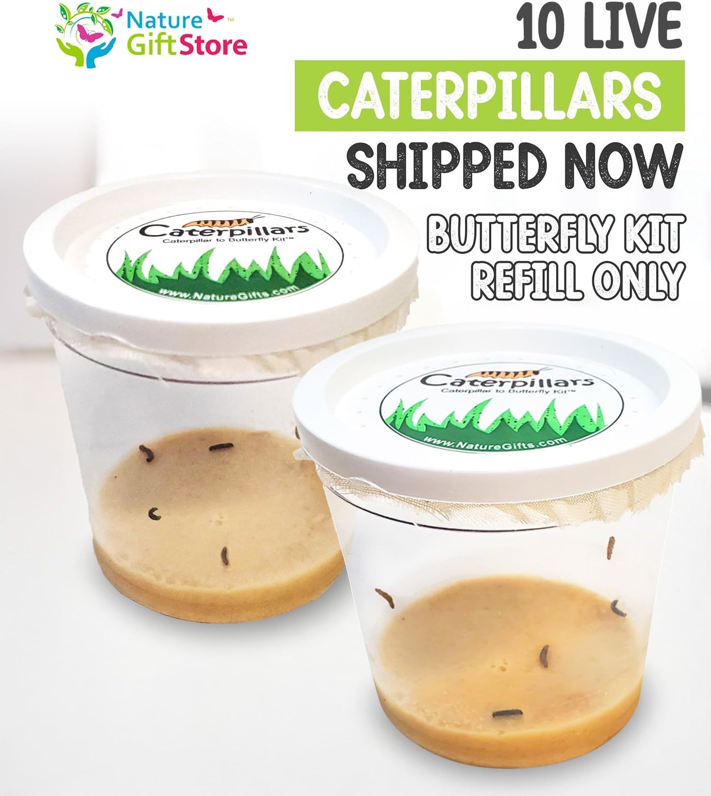 10 Live Caterpillars for Butterfly Kits, Painted Lady Refill with Food