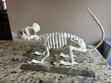 Crazy Bonez Large Rat Skeleton Halloween Decoration, Crawling Animal Yard Decoration Indoor Outdoor, 14"