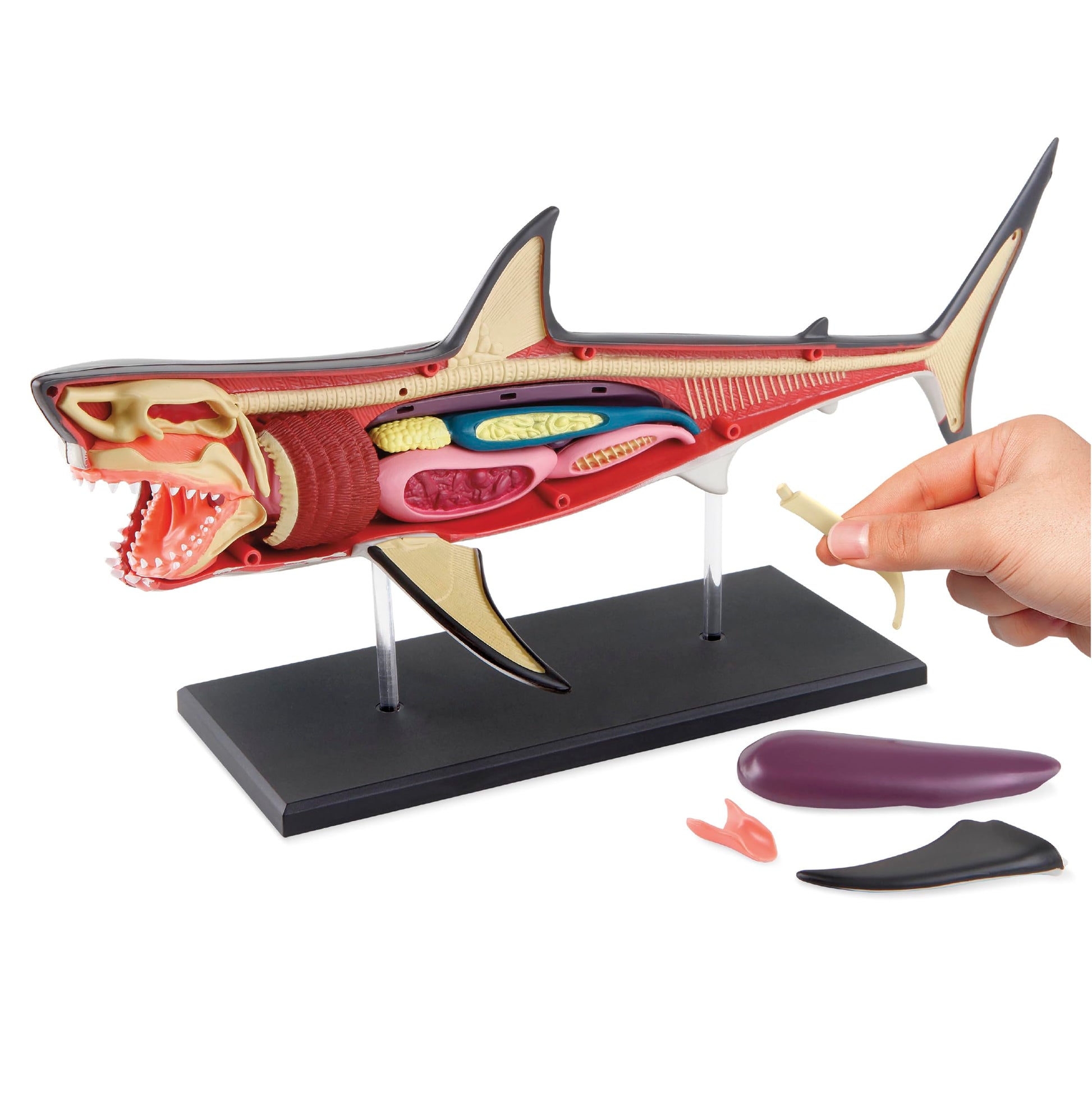 Discovery™ 4D Shark Anatomy Kit| Interactive Model Building Set with Display Stand| STEM Biology Science Kit| Fun Activity Puzzle| Ocean Sea Creature