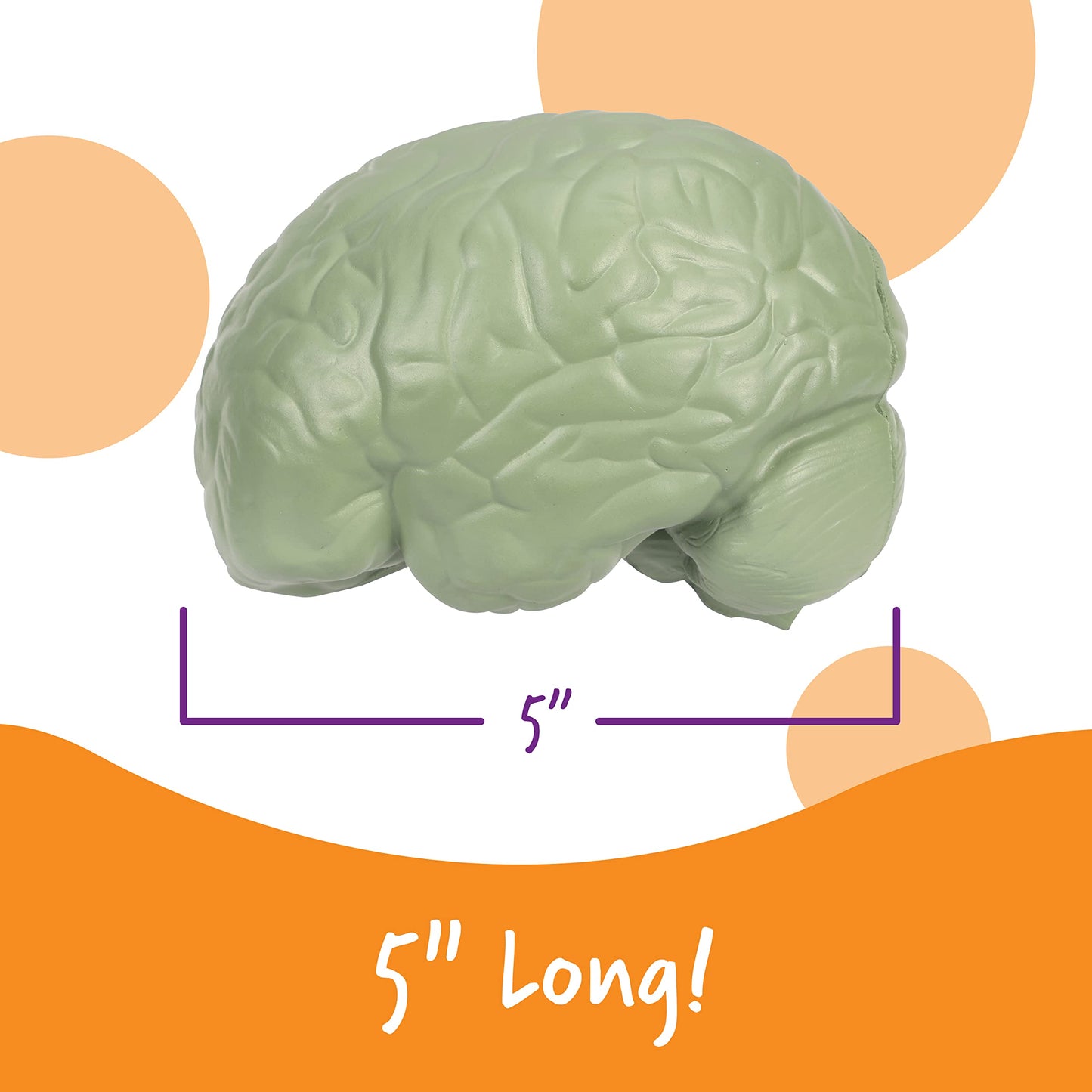 Learning Resources Cross-section Brain Model - 2 Pieces, Ages 7+ Brain Anatomy Model, Brain Functions Model, Human Anatomy for Kids, Foam Brain