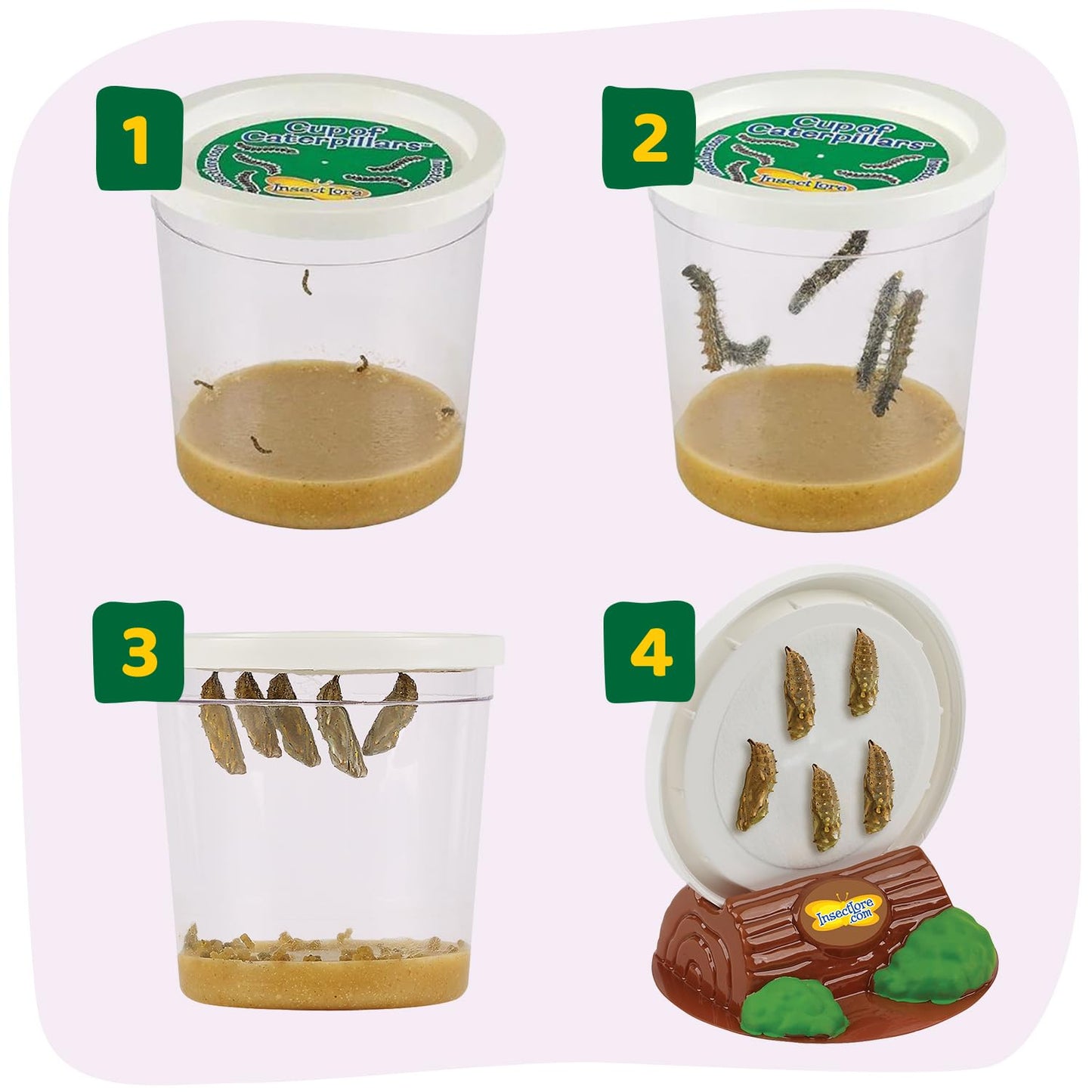 Insect Lore Butterfly Garden with 10 Live Baby Caterpillars - Habitat, Feeder, Chrys-A-Lid Holders, STEM Activity Journal - Raise and Release Painted