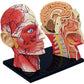 4D Vision Human Head Anatomy Model