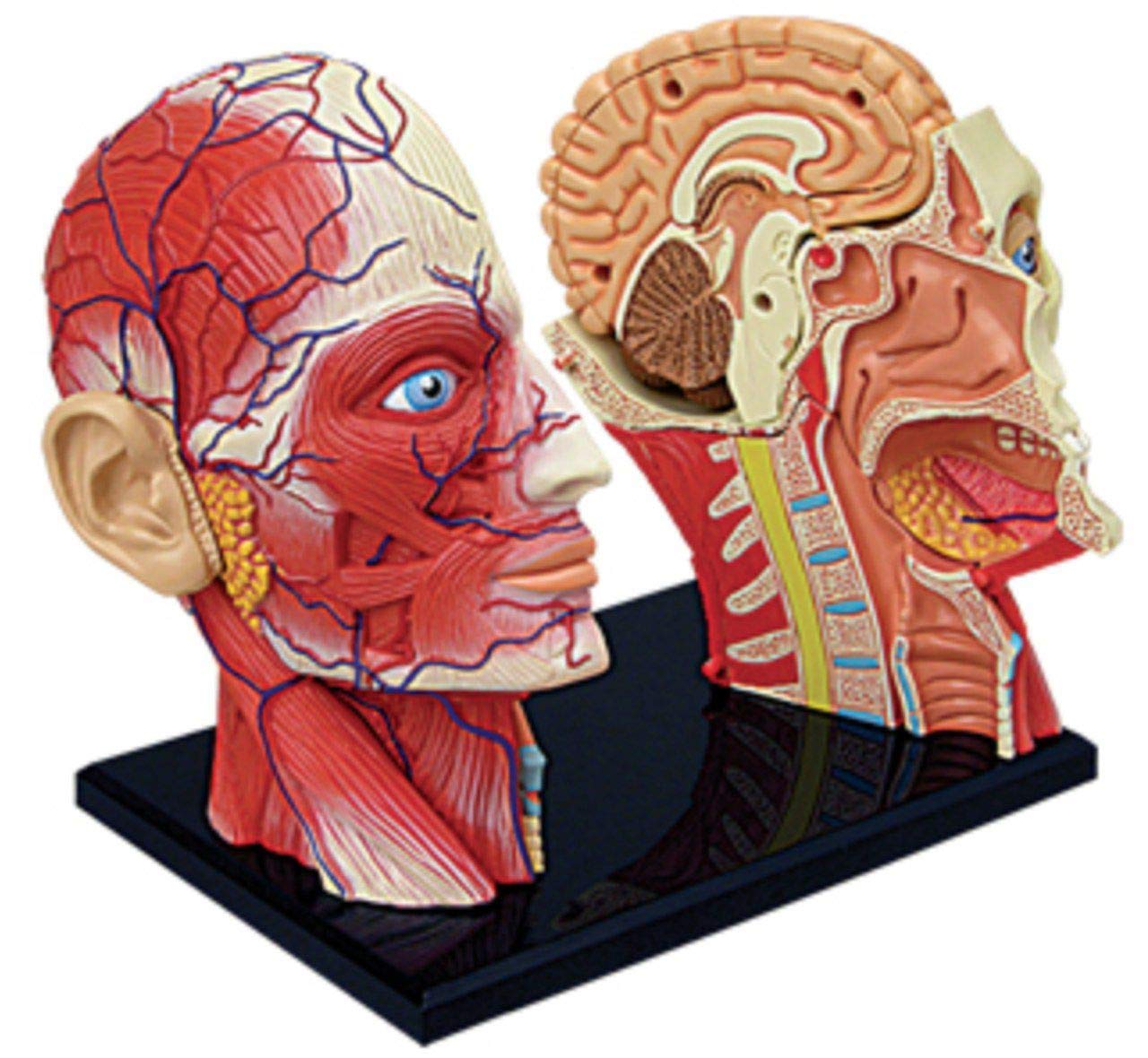 4D Vision Human Head Anatomy Model